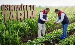 Osmaniye’de En Çok Hangi Tarım Ürünleri Yetişir?