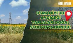 Osmaniye'de Ayçiçeği Tarlaları Doğal Stüdyoya Döndü!