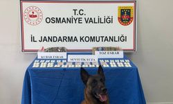 Osmaniye'de Dev Operasyon! 141 Şüpheli Yakalandı