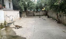 Osmaniye'de Bu Apartmanın Bahçesi Kedilere Emanet!