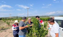 Osmaniye’de Zararlılara Karşı Doğal Ordu