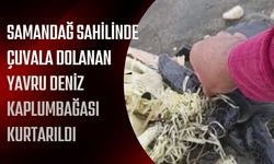 Samandağ Sahilinde Çuvala Dolanan Yavru Deniz Kaplumbağası Kurtarıldı