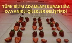 Türk bilim adamları kuraklığa dayanıklı çilekler geliştirdi