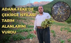 Adana Feke'de çekirge istilası tarım alanlarını vurdu