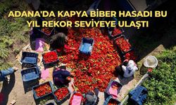 Adana'da kapya biber hasadı bu yıl rekor seviyeye ulaştı