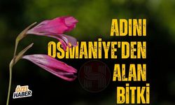 Adını Osmaniye'den Alan Bitki