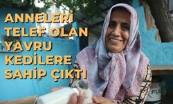 Anneleri telef olan yavru kedilere sahip çıktı