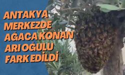Antakya merkezde ağaca konan arı oğulu fark edildi