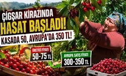 Avrupa'nın Gözdesi Çiğşar Kirazında Hasat Başladı! Kasada 50, Avrupa'da 350 TL!