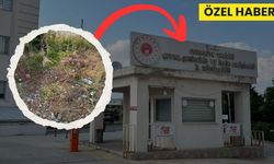 Çevreye Dair En İronik Karelerden Biri Osmaniye’de Objektife Yansıdı