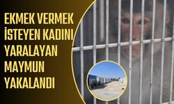 Ekmek vermek isteyen kadını yaralayan maymun yakalandı