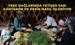 Feke dağlarında yetişen sarı kantaron ve kekik nasıl işleniyor