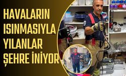 Havaların ısınmasıyla yılanlar şehre iniyor