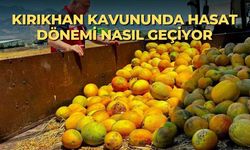 Kırıkhan kavununda hasat dönemi nasıl geçiyor