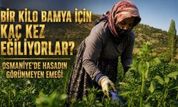 Bir kilo bamya için kaç kez eğiliyorlar? Osmaniye’de hasadın görünmeyen emeği