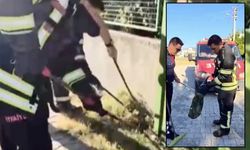 Osmaniye'de Evin Avlusunda Kara Yılan Paniği!