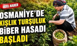 Osmaniye'de Kışlık Turşuluk Biber Hasadı Başladı