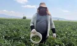 Osmaniye’de Sezonun İlk Bamya Hasadı Başladı