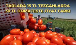 Tarlada 15 TL tezgahlarda 30 TL domateste fiyat farkı