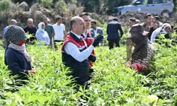 Vali Serdengeçti Kolları Sıvadı, Çiftçilerle Birlikte Tarlaya Girdi