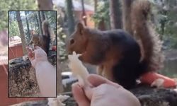 Zorkun Yaylası’nda Sevimli Sincap İlgi Odağı Oldu