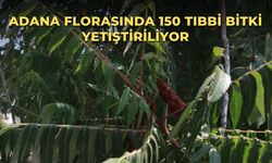 Adana florasında 150 tıbbi bitki yetiştiriliyor