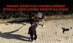 Adana Güzelyalı Mahallesinde Pitbull Cinsi Köpek Kediye Saldırdı