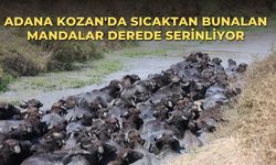 Adana Kozan'da Sıcaktan Bunalan Mandalar Derede Serinliyor