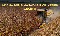 Adana mısır hasadı bu yıl neden gecikti