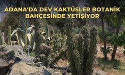 Adana'da Dev Kaktüsler Botanik Bahçesinde Yetişiyor