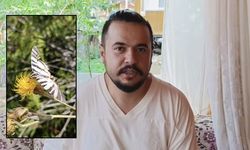 Ana Vatanı Kuzey Amerika Olan Nadir Tür Osmaniye Yaylalarında Ortaya Çıktı