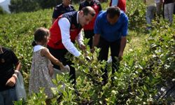 Andırın Darıovası Mahallesinde aronya hasadı