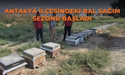 Antakya ilçesindeki bal sağım sezonu başladı