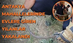 Antakya mahallelerinde evlere giren yılanlar yakalandı