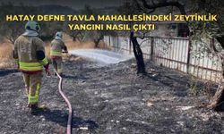 Hatay Defne Tavla Mahallesindeki zeytinlik yangını nasıl çıktı