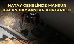 Hatay genelinde mahsur kalan hayvanlar kurtarıldı