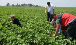 Hatay Pamuk Soya ve Ayçiçeği Üretim Alanları İncelendi