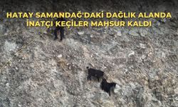 Hatay Samandağ'daki dağlık alanda inatçı keçiler mahsur kaldı