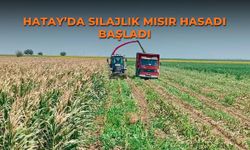 Hatay’da silajlık mısır hasadı başladı