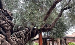 İmparatorluklar Geçti, O Hâlâ Ayakta! Tarihe Meydan Okuyan Yaşam
