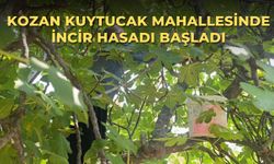 Kozan Kuytucak Mahallesinde incir hasadı başladı