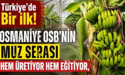 Türkiye'de Bir İlk! Osmaniye OSB'nin Muz Serası Hem Üretiyor Hem Eğitiyor