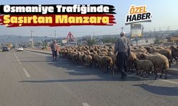 Osmaniye Trafiğinde Şaşırtan Manzara ve Koyun Sürüsü