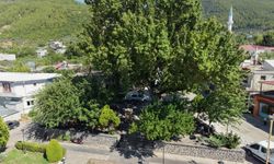 Osmaniye’de 3 Asırlık Çınar Sıcaklardan Kaçanların Adresi Oldu