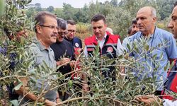 Osmaniye’de Dolu Felaketi! Tarım Ekipleri Zeytin Bahçeleri İçin Seferber Oldu