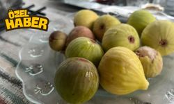 Osmaniye'de İlk İncirler Olgunlaştı! Yazın En Tatlı Lezzeti Sofralarda
