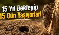Osmaniye'de Toprağın Altında 15 Yıl Bekleyip 15 Gün Yaşıyorlar