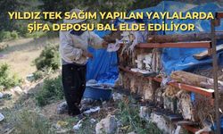 Yıldız tek sağım yapılan yaylalarda şifa deposu bal elde ediliyor
