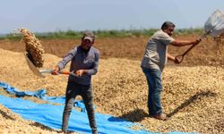 Adana yer fıstığı hasadı başladı
