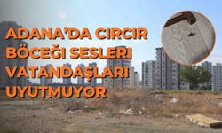 Adana’da Cırcır Böceği Sesleri Vatandaşları Uyutmuyor